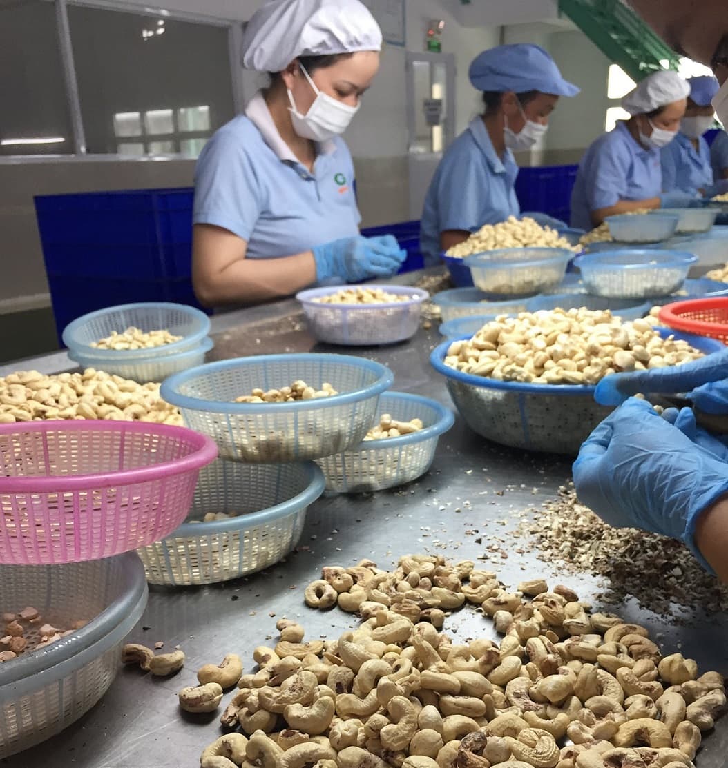 High Quality Organic Cashew Processing
