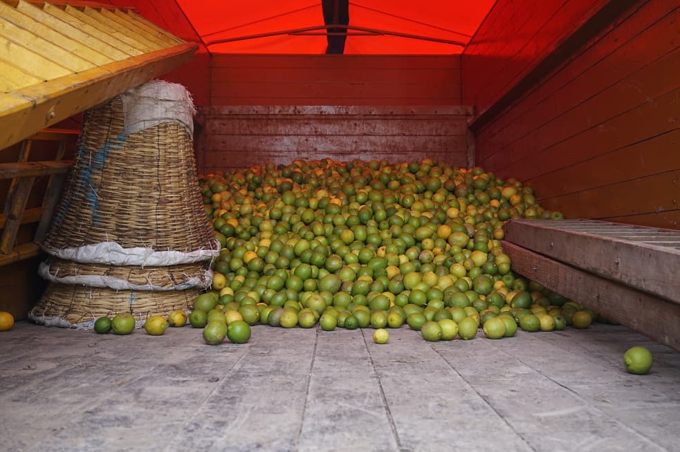 Hand-in-Hand with Organic Citrus Growers in Mexico