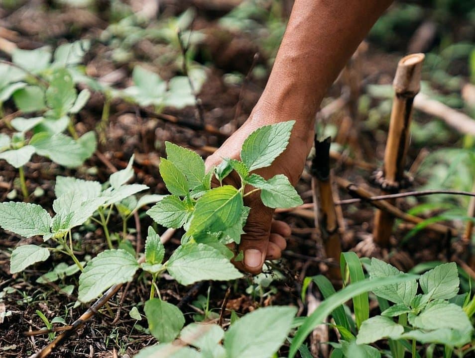 Regenerative Organic Farming