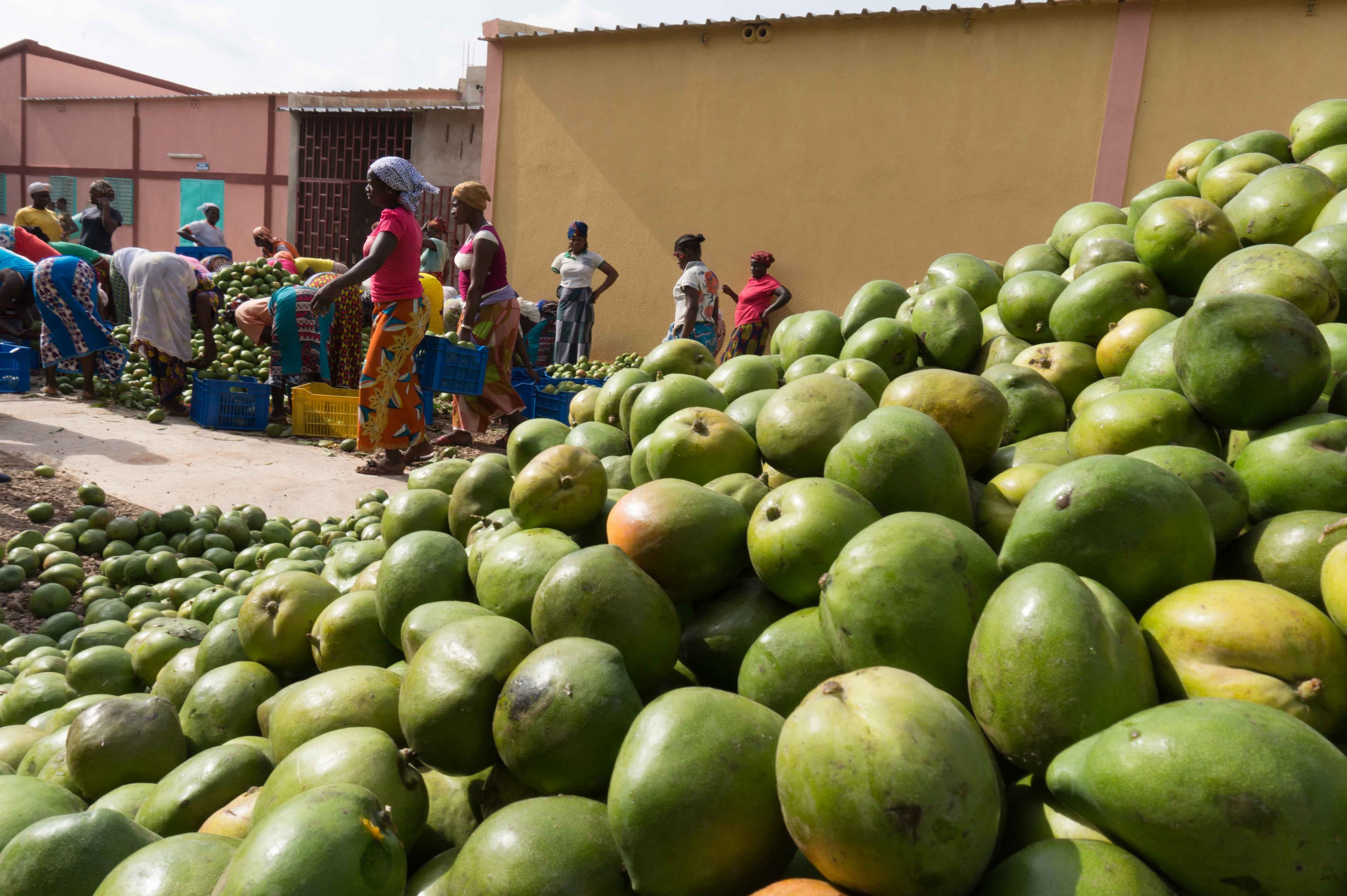 Burkina Faso - Organic Dried Mango