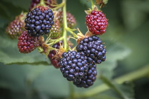 Serbia - Organic Berries & Fruits