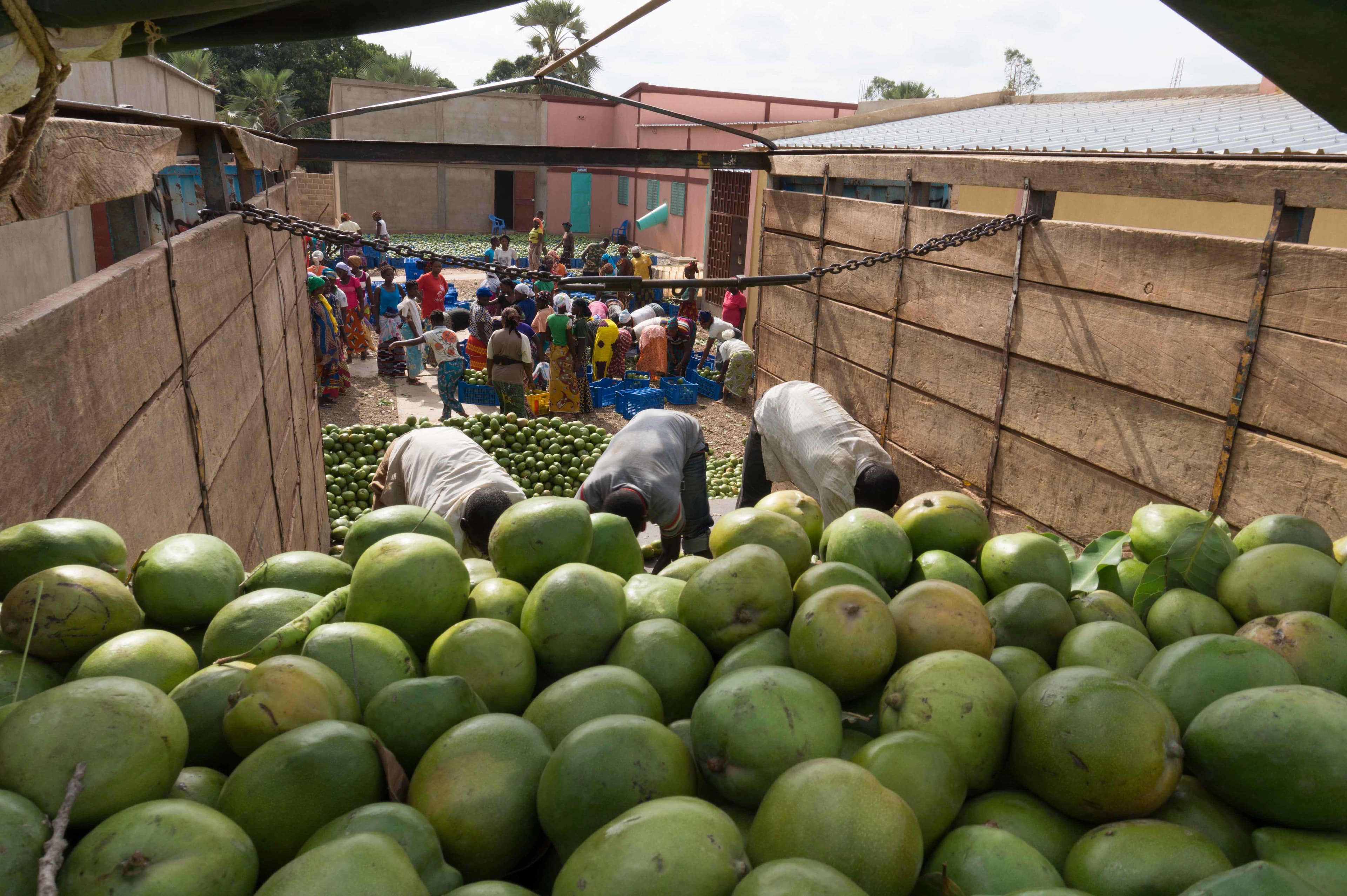 Tradin Organic - Measurable Impact at Source: Dried Mango from Burkina Faso