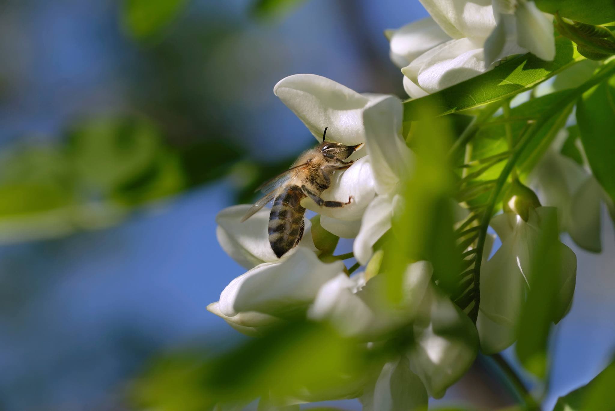 20 May - World Bee Day