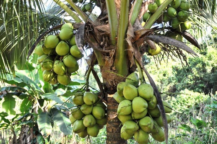 Philippines - Organic Coconut Oil & Fruits