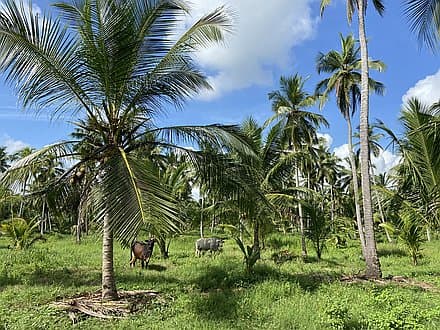 Measurable Impact at Source: Coconut Products from Sri Lanka