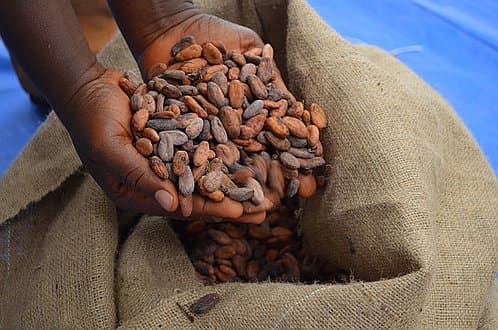 How organic cocoa farmers are turning their luck around