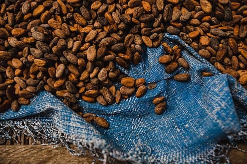 Setting the standard for sustainable cocoa production