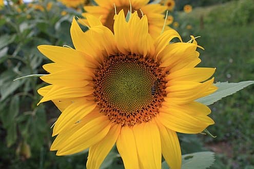 Bulgaria - Organic Sunflower Seeds