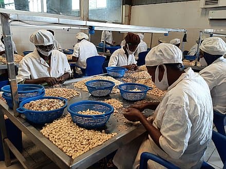 Measurable Impact at Source: Cashews from Togo
