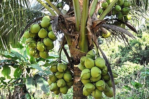 Philippines - Organic Coconut Oil & Fruits