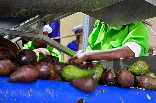 Our Avocado Oil Factory in Ethiopia is Officially Open