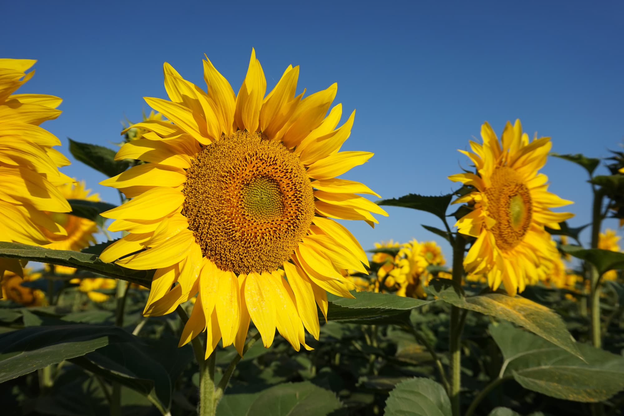 Crop Update - Organic Sunflower Season 2019/2020