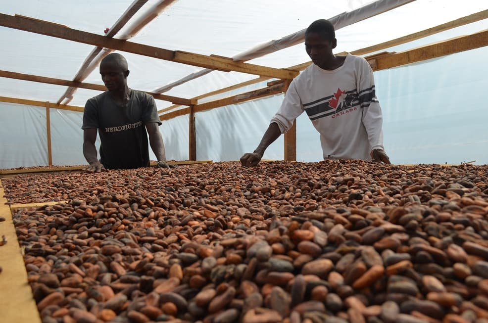 Working with our Cocoa Farmers