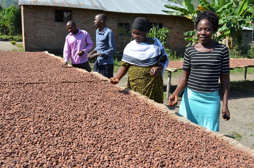 Working with Organic Cocoa Farmers