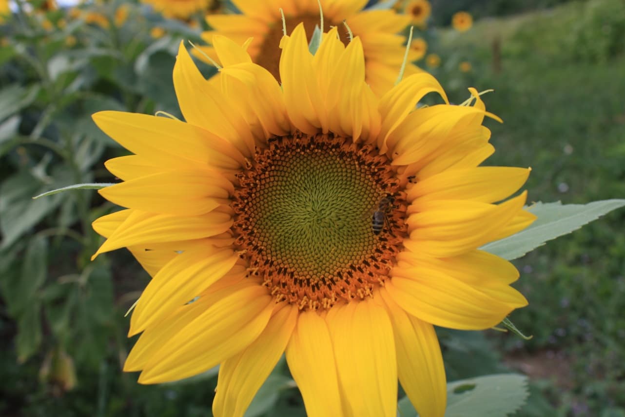 More than Organic Sunflowers